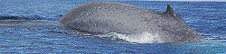 The Azorean Whale Watching since 1989